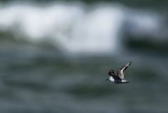 Bécasseau sanderling - Calidris alba - Sanderling<br>Vendée