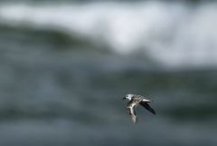 Bécasseau sanderling - Calidris alba - Sanderling<br>Vendée