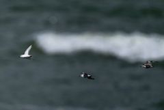Bécasseau sanderling - Calidris alba - Sanderling<br>Vendée