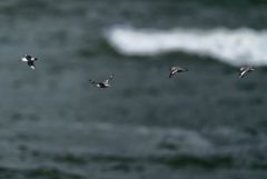 Bécasseau sanderling - Calidris alba - Sanderling<br>Vendée