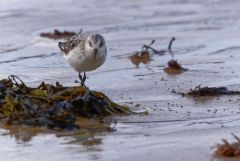 Bécasseau sanderling - Calidris alba - Sanderling<br>Vendée