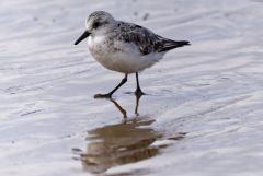 Bécasseau sanderling - Calidris alba - Sanderling<br>Vendée