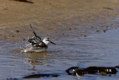 Bécasseau sanderling - Calidris alba - Sanderling<br>Vendée