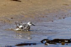 Bécasseau sanderling - Calidris alba - Sanderling<br>Vendée