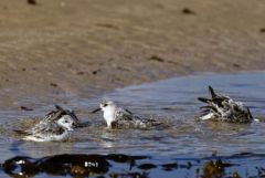 Bécasseau sanderling - Calidris alba - Sanderling<br>Vendée