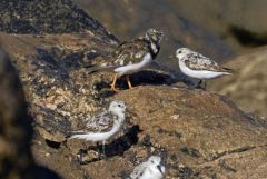 Bécasseau sanderling - Calidris alba - Sanderling<br>Vendée