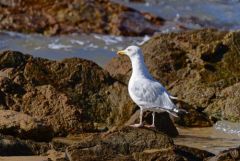 Goéland argenté - Larus argentatus - European Herring Gull<br>Vendée