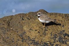 Grand Gravelot ou Pluvier grand-gravelot - Charadrius hiaticula - Common Ringed Plover<br>Vendée
