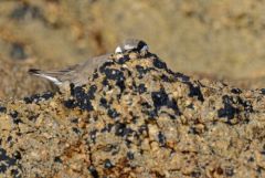 Grand Gravelot ou Pluvier grand-gravelot juvénile - Charadrius hiaticula - Common Ringed Plover<br>Vendée
