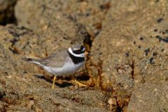 Grand Gravelot ou Pluvier grand-gravelot - Charadrius hiaticula - Common Ringed Plover<br>Vendée