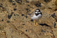 Grand Gravelot ou Pluvier grand-gravelot - Charadrius hiaticula - Common Ringed Plover<br>Vendée