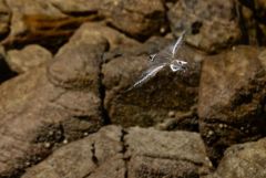 Grand Gravelot ou Pluvier grand-gravelot juvénile - Charadrius hiaticula - Common Ringed Plover<br>Vendée