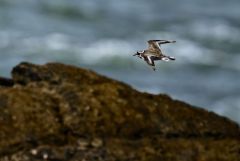 Grand Gravelot ou Pluvier grand-gravelot - Charadrius hiaticula - Common Ringed Plover<br>Vendée