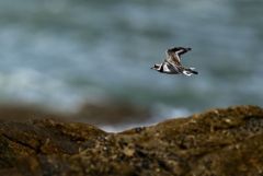 Grand Gravelot ou Pluvier grand-gravelot juvénile - Charadrius hiaticula - Common Ringed Plover<br>Vendée
