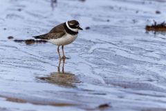 Grand Gravelot ou Pluvier grand-gravelot - Charadrius hiaticula - Common Ringed Plover<br>Vendée