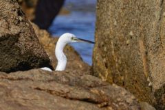 Aigrette garzette - Egretta garzetta - Little Egret<br>Vendée