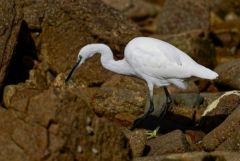 Aigrette garzette - Egretta garzetta - Little Egret<br>Vendée
