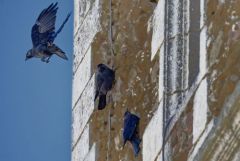 Choucas des tours - Coloeus monedula - Western Jackdaw<br>Région parisienne