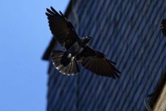Choucas des tours - Coloeus monedula - Western Jackdaw<br>Région parisienne
