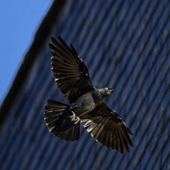 Choucas des tours - Coloeus monedula - Western Jackdaw<br>Région parisienne
