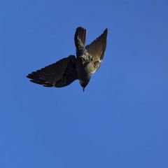 Choucas des tours - Coloeus monedula - Western Jackdaw<br>Région parisienne