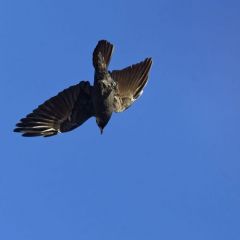 Choucas des tours - Coloeus monedula - Western Jackdaw<br>Région parisienne