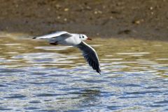 Mouette rieuse - Chroicocephalus ridibundus - Black-headed Gull<br>Région parisienne
