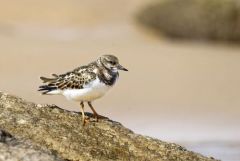 Tournepierre à collier - Arenaria interpres - Ruddy Turnstone<br>Vendée