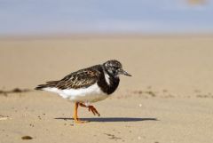 Tournepierre à collier - Arenaria interpres - Ruddy Turnstone<br>Vendée