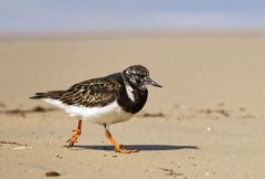 Tournepierre à collier - Arenaria interpres - Ruddy Turnstone<br>Vendée