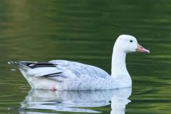 Oie cendrée leucique - Anser anser - Greylag Goose<br>Région parisienne