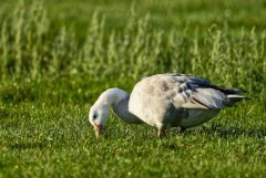 Oie cendrée leucique - Anser anser - Greylag Goose<br>Région parisienne