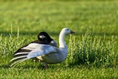 Oie cendrée leucique - Anser anser - Greylag Goose<br>Région parisienne