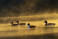 CCanard colvert - Anas platyrhynchos - Mallard<br>Région Parisienne