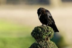 Corneille noire - Corvus corone - Carrion Crow<br>Région Parisienne