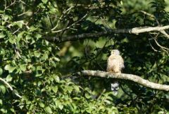 Faucon crécerelle ♂ - Falco tinnunculus - Common Kestrel<br>Région Parisienne