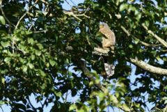 Faucon crécerelle ♂ - Falco tinnunculus - Common Kestrel<br>Région Parisienne