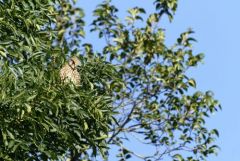 Faucon crécerelle ♀ - Falco tinnunculus - Common Kestrel<br>Région Parisienne