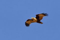 Milan sacré juvénile- Haliastur indus - Brahminy Kite<br>Tamil Nadu - தமிழ் நாடு 