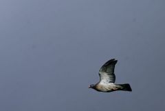 Pigeon ramier - Columba palumbus - Common Wood Pigeon<br>Région parisienne