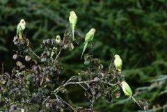 Perruche à collier - Psittacula krameri - Rose-ringed Parakeet<br>Région parisienne