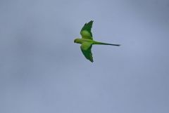 Perruche à collier - Psittacula krameri - Rose-ringed Parakeet<br>Région parisienne