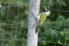 Pic vert ♂ - Picus viridis - European Green Woodpecker<br>Région parisienne