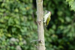 Pic vert ♂ - Picus viridis - European Green Woodpecker<br>Région parisienne
