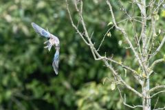 Geai des chênes - Garrulus glandarius - Eurasian Jay<br>Région Parisienne