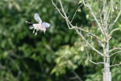 Geai des chênes - Garrulus glandarius - Eurasian Jay<br>Région Parisienne
