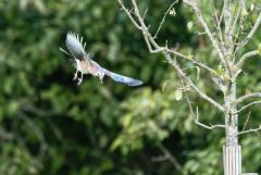 Geai des chênes - Garrulus glandarius - Eurasian Jay<br>Région Parisienne