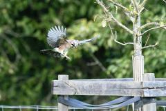 Geai des chênes - Garrulus glandarius - Eurasian Jay<br>Région Parisienne