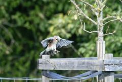 Geai des chênes - Garrulus glandarius - Eurasian Jay<br>Région Parisienne