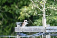 Geai des chênes - Garrulus glandarius - Eurasian Jay<br>Région Parisienne